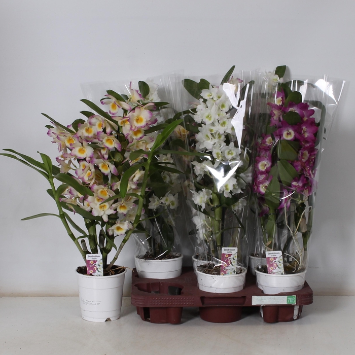 <h4>DENDR N GEM</h4>