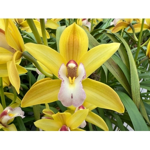 CYMB MI TIGER TAIL Leekade X25