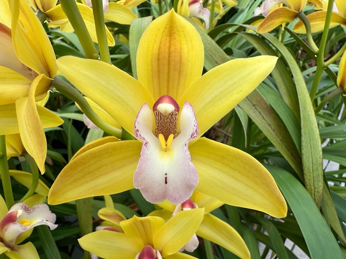 <h4>Cymb Mi Tiger Tail Leekade X30</h4>