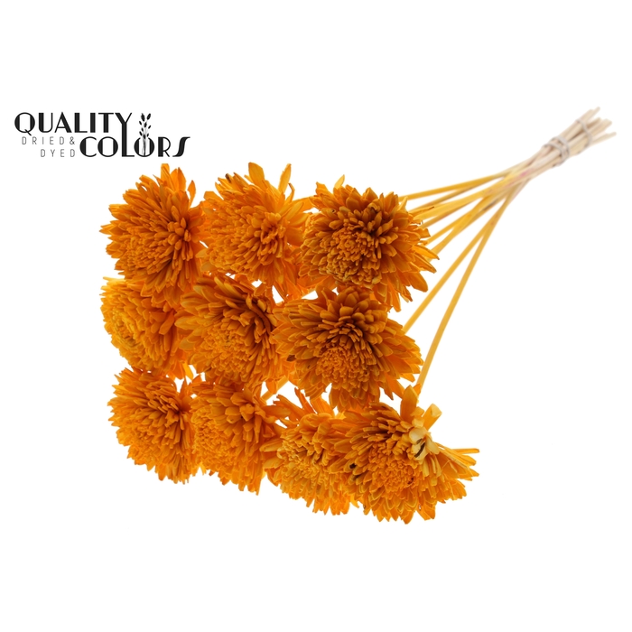 <h4>Shola Zinia Ø8cm on stem Apricot</h4>
