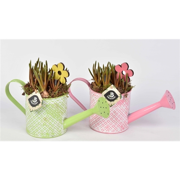 <h4>Zink gieter groen/roze 12cm</h4>