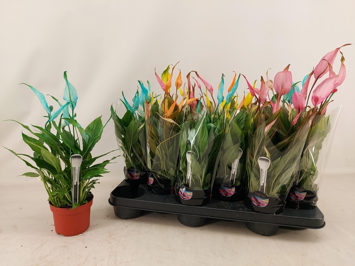 <h4>SPATH CHOPIN</h4>