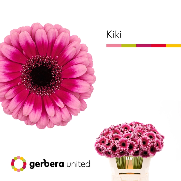 <h4>Germini Kiki Water</h4>
