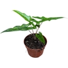 Alocasia Overig Sabrina