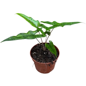 Alocasia Overig Sabrina