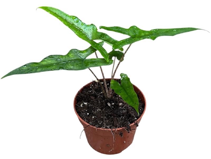 <h4>Alocasia Overig Sabrina</h4>
