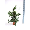 Ficus overig gemengd 3 soorten