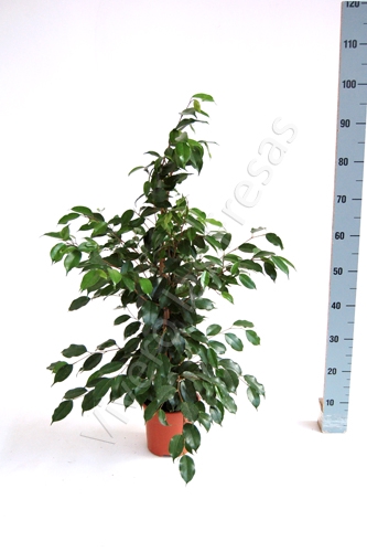 Ficus overig gemengd 3 soorten