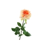 Rosa Salmon