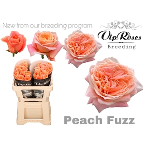 R GR PEACH FUZZ