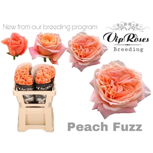 R GR PEACH FUZZ