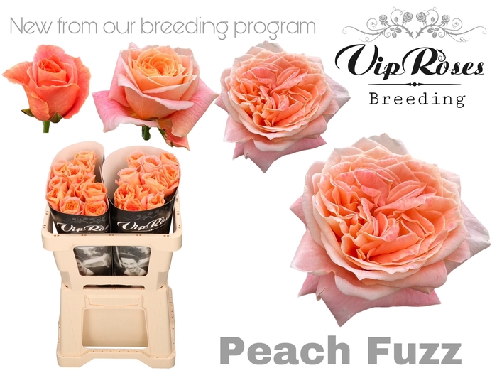 <h4>R Gr Peach Fuzz</h4>
