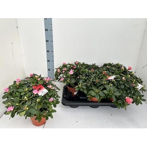 RHODO SI GEM