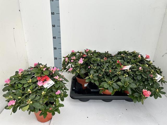 <h4>RHODO SI GEM</h4>