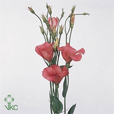 Sempervivum Herta Red