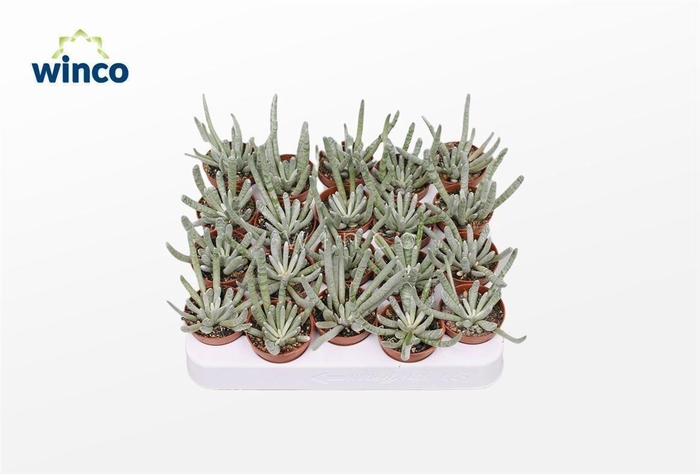 <h4>Senecio Scaposus</h4>