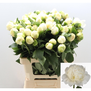 PAEO L BRIDAL SHOWER