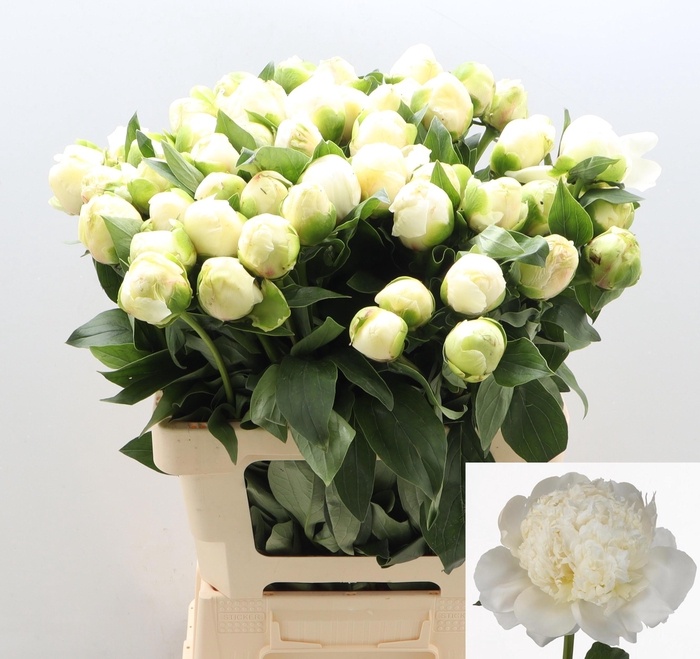 <h4>PAEO L BRIDAL SHOWER</h4>