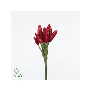 Capsicum Fire Red
