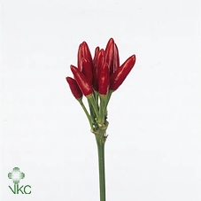 <h4>Capsicum Fire Red</h4>