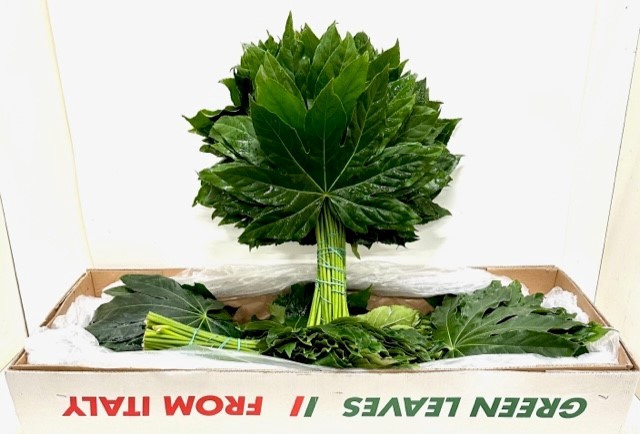 <h4>FATSIA JAPONICA BLAD</h4>