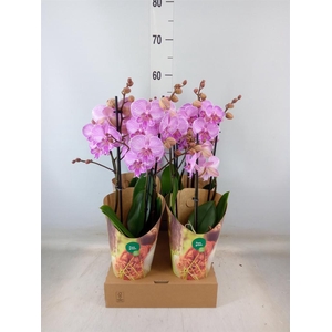 Phalaenopsis   ...rose