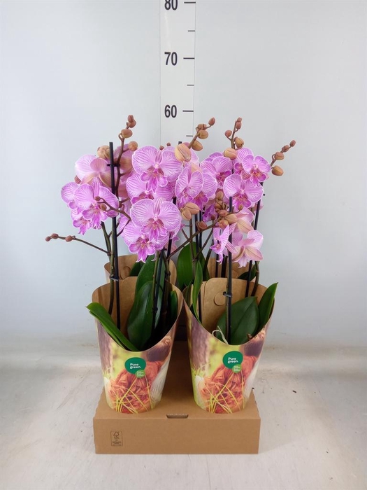 <h4>Phalaenopsis   ...rose</h4>