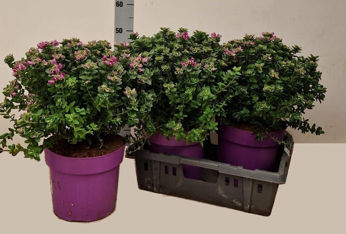 <h4>POLYGA DALMAISIANA</h4>