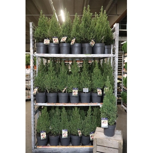 Picea Gl Conica