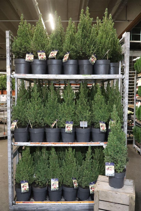 <h4>Picea Gl Conica</h4>