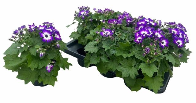 <h4>PERI C MAN GEM</h4>