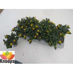 SANV PROCUMBENS