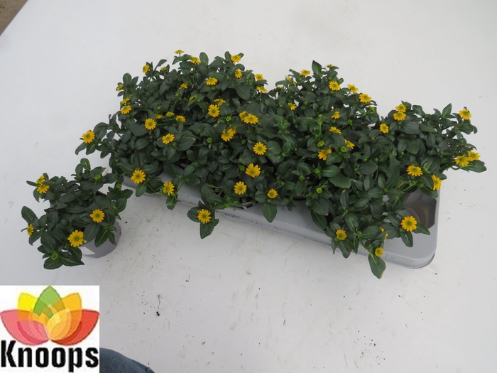 <h4>SANV PROCUMBENS</h4>