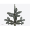 ABIES NOBILIS BLAUW