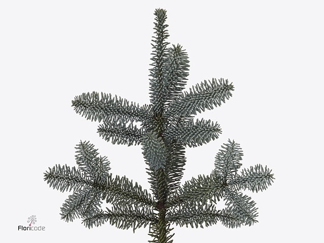 ABIES NOBILIS BLAUW