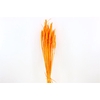 Dried Triticum Bleached Orange Bunch