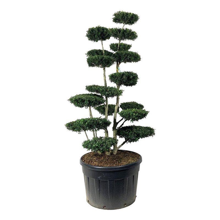 <h4>Ilex crenata 'Green Hedge'</h4>