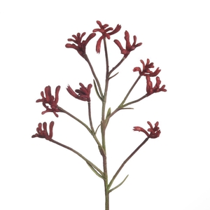AF Anigozanthos L71cm Red