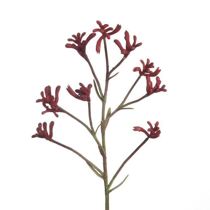 <h4>AF Anigozanthos L71cm Red</h4>