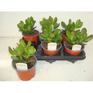 CRASS OVATA