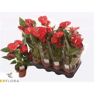 Anthu A Jambo Red 5 Bloemen+