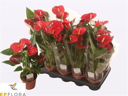 <h4>Anthu A Jambo Red 5 Bloemen+</h4>