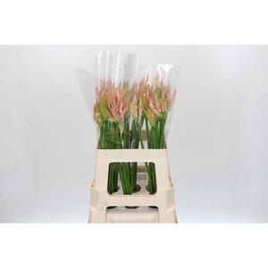 Nerine Vesta K