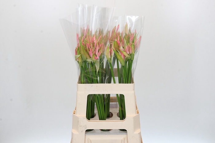 Nerine Vesta K