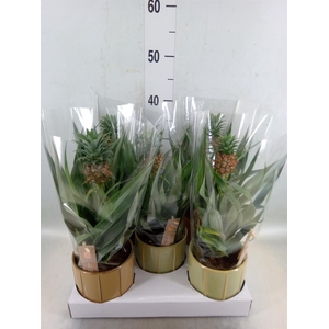 Ananas  'Mi Amigo'