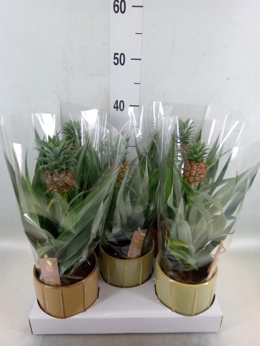 <h4>Ananas  'Mi Amigo'</h4>