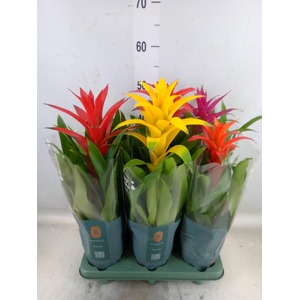 Guzmania   ...mix