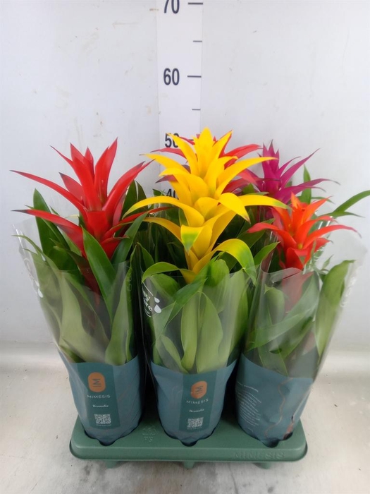 <h4>Guzmania   ...mix</h4>