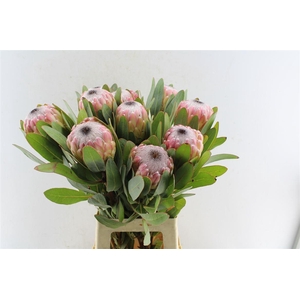 Protea Susara