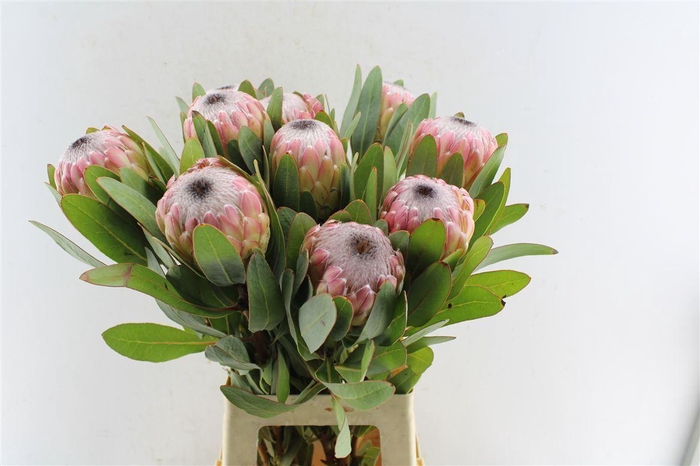 <h4>Protea Susara</h4>